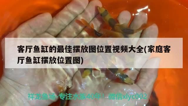 六角恐龍魚白點病：六角恐龍魚白點病的治療方法