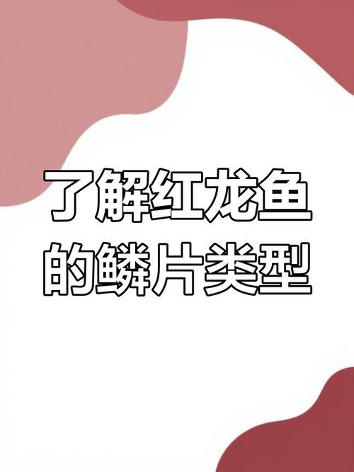 紅龍魚爛鱗片怎么治療圖片