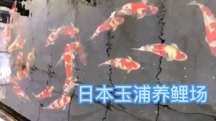 伊巴卡魚與日本錦鯉對比：伊巴卡魚與日本錦鯉