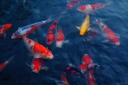 伊巴卡魚與日本錦鯉對比：伊巴卡魚與日本錦鯉