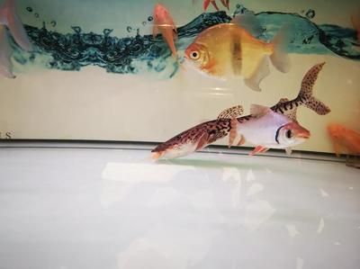 魚缸出水口水上還是水下：關(guān)于魚缸出水口在水上還是水下