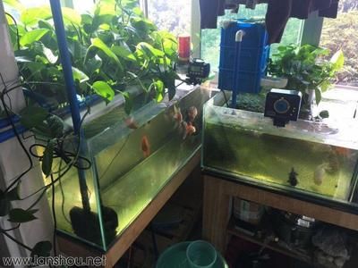 魚缸出水口水上還是水下：關(guān)于魚缸出水口在水上還是水下