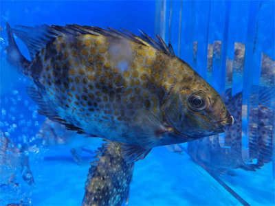 夢核魚缸圖片：夢核魚缸價格及牌子