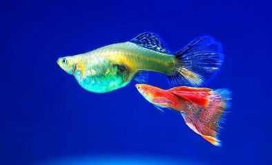 夢核魚缸圖片：夢核魚缸價格及牌子