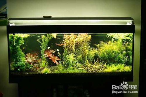 魚缸水質(zhì)改善方法:如何改善魚缸水質(zhì) 魚缸百科 第2張 魚缸水質(zhì)改善方法:如何改善魚缸水質(zhì) 魚缸水質(zhì)改善方法:如何改善魚缸水質(zhì) 魚缸百科 第2張