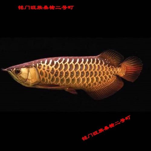 馬來紅龍魚長大什么樣圖片欣賞