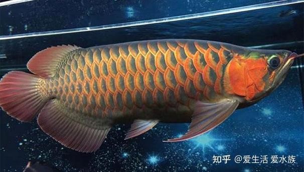 馬來紅龍魚長大什么樣圖片欣賞