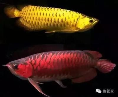 怎么訓練龍魚膽大的方法（如何訓練龍魚的膽大？）