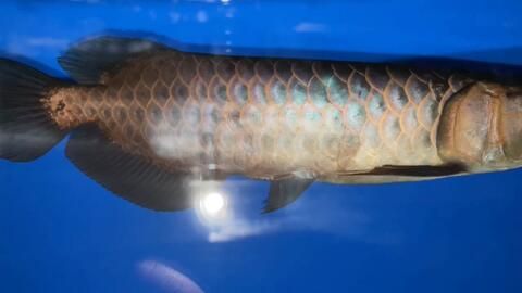 古典藍金龍魚喂什么發色好：古典藍底金龍魚喂什么發色好