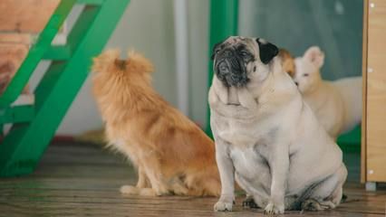 南陽龍魚魚缸，一方水世界的藝術與靈魂棲居