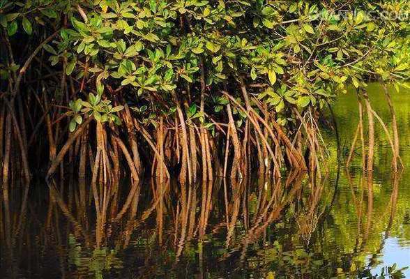 南安市官橋鎮安居水族金魚店（南安市官橋鎮安居水族金魚店電話） 南安市官橋鎮安居水族金魚店（南安市官橋鎮安居水族金魚店電話） 全國水族館企業名錄