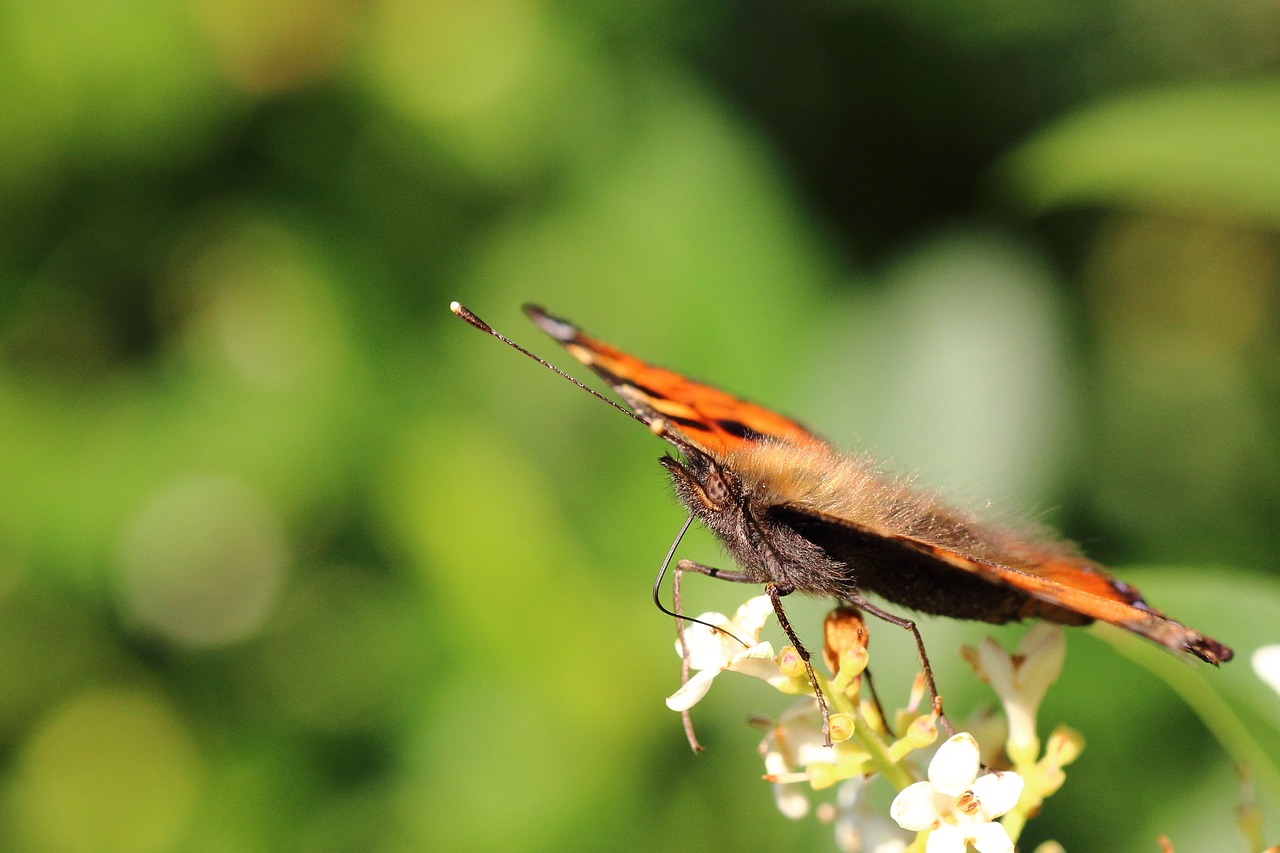 莆田市荔城區淼蕊水族店