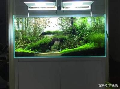 虹吸底濾魚缸的設計：虹吸底濾魚缸是一種常見的魚缸過濾系統是什么原理