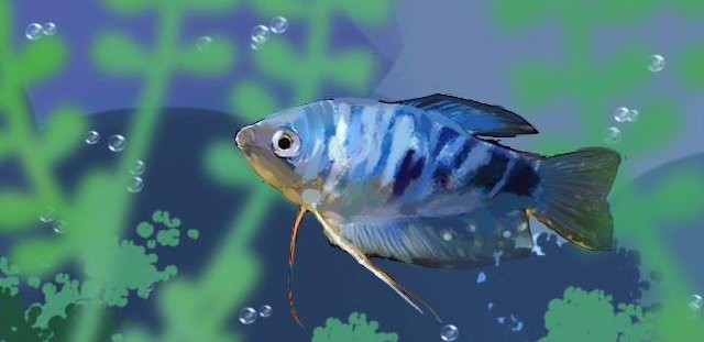 藍曼龍魚繁殖期持續多久？