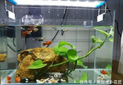 可以在魚(yú)缸養(yǎng)的植物：幾種適合在魚(yú)缸中養(yǎng)殖的植物