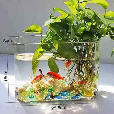 可以在魚(yú)缸養(yǎng)的植物：幾種適合在魚(yú)缸中養(yǎng)殖的植物