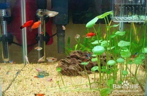 可以在魚(yú)缸養(yǎng)的植物：幾種適合在魚(yú)缸中養(yǎng)殖的植物