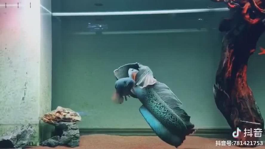 巴卡雷龍魚繁殖：巴卡雷龍魚繁殖后幼魚護理 巴卡雷龍魚繁殖：巴卡雷龍魚繁殖后幼魚護理 龍魚百科 第2張