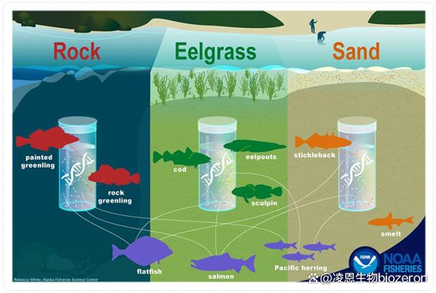eDNA技術如何檢測金龍魚血統？