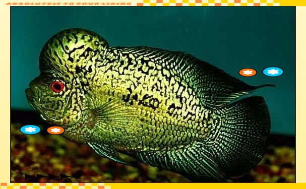 羅漢魚龍魚打架