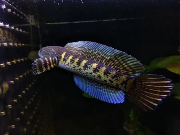 雷龍魚用什么燈發色好