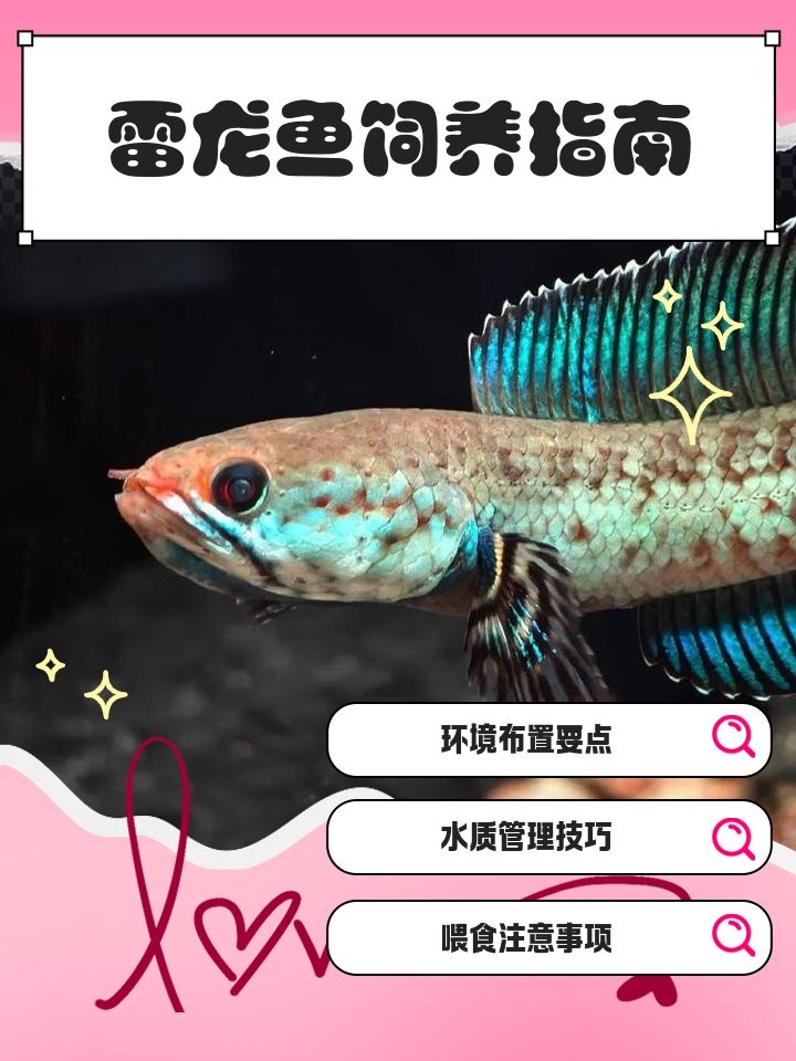 雷龍魚用什么燈發色好
