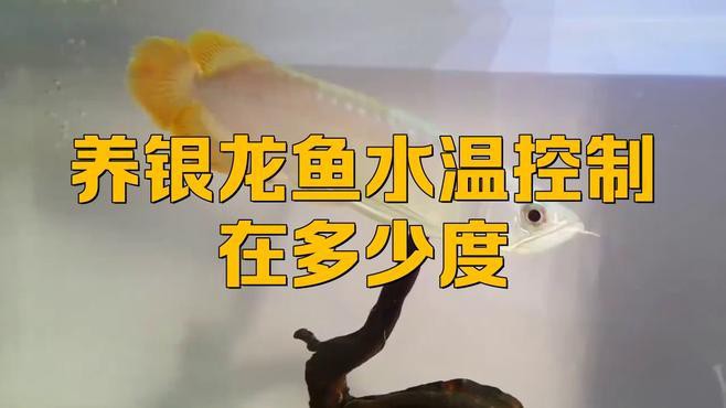 養銀龍魚魚缸溫度調多少合適