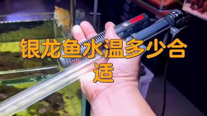 養銀龍魚魚缸溫度調多少合適