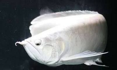 龍魚掉眼現象概述（龍魚為什么會掉眼？）