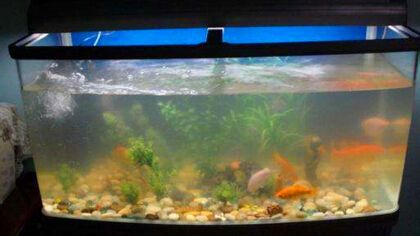 高錳酸鉀在魚缸消毒殺菌中的詳細信息：高錳酸鉀可以在魚缸消毒殺菌中保護魚兒的健康