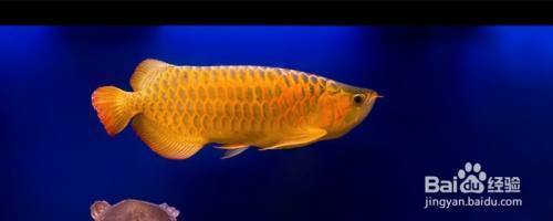 飼料 隆化縣鑫意隆觀賞魚(yú)店 全國(guó)水族館企業(yè)名錄 隆化縣鑫意隆觀賞魚(yú)店 隆化縣鑫意隆觀賞魚(yú)店 全國(guó)水族館企業(yè)名錄
