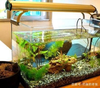 魚(yú)缸水很多泡泡是怎么回事視頻