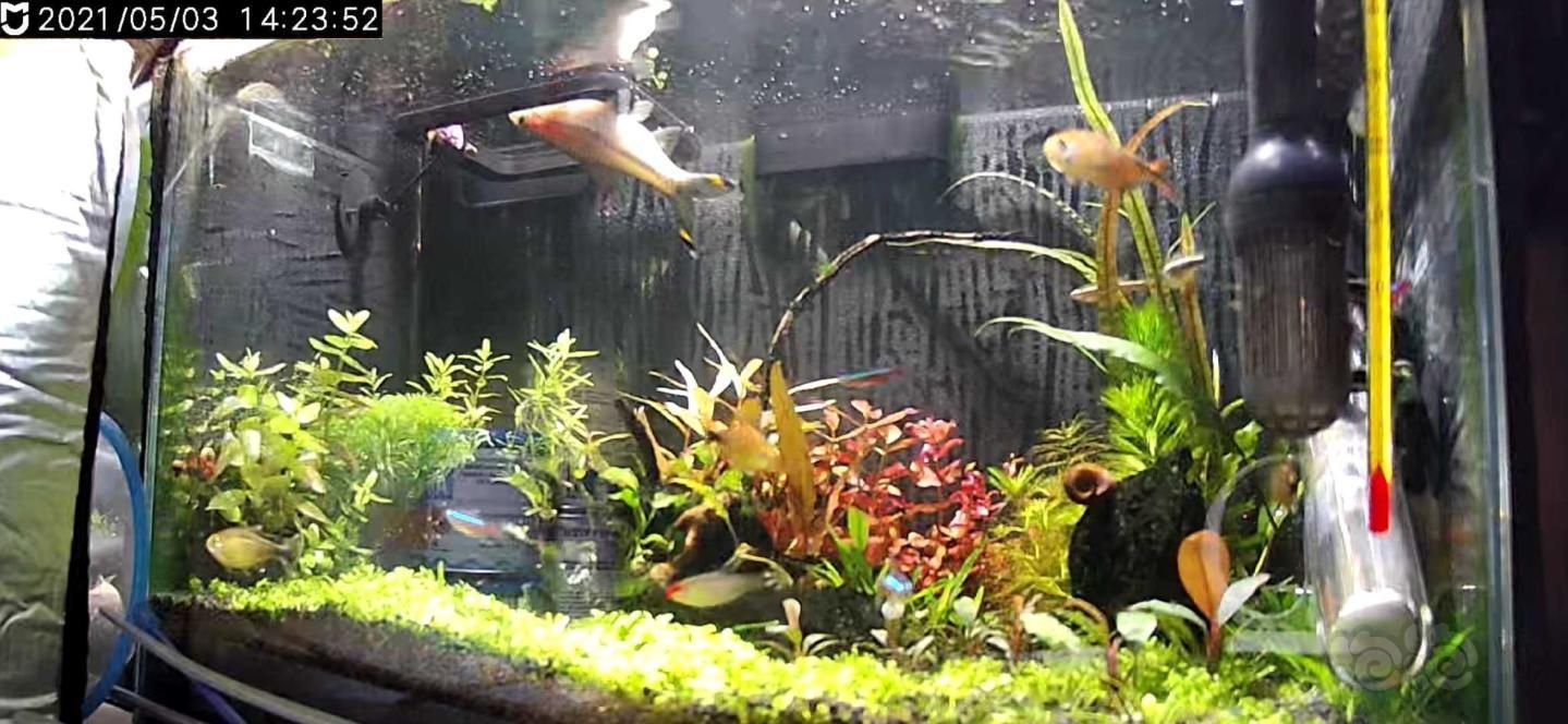 魚(yú)缸水很多泡泡是怎么回事視頻