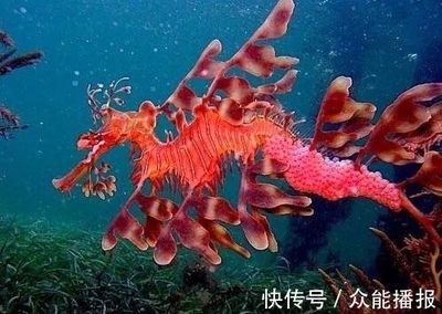 龍魚有刺嗎？：如何去除龍魚刺，龍魚刺少的品種推薦