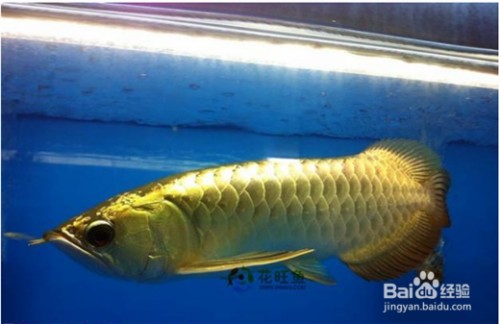 森森魚缸配件（如何正確安裝森森魚缸配件）