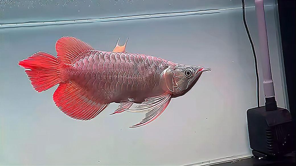 短身福龍王是否存在于游戲內？