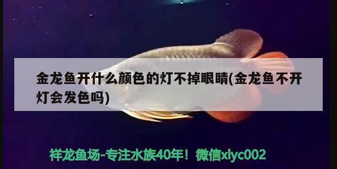 龍魚(yú)翹頭游怎么辦：如何判斷龍魚(yú)翹頭游的原因