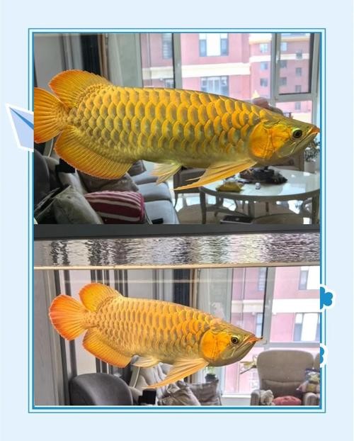 龍魚有幾個品種和圖片介紹