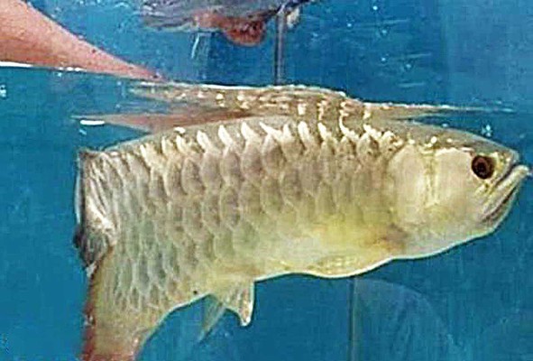 可麗愛cad魚缸（cad設(shè)計(jì)魚缸的入門教程） 可麗愛cad魚缸（cad設(shè)計(jì)魚缸的入門教程） 魚缸百科