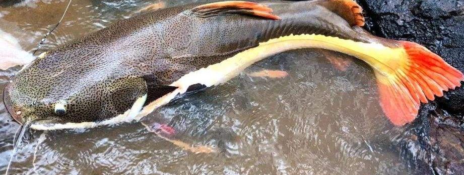 大龍魚如何撈出來養（撈取大龍魚時應盡量避免使用網具以防魚體受傷）
