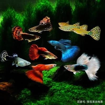 紅磚可以做魚缸過濾嗎（紅磚是魚缸過濾材料嗎？）