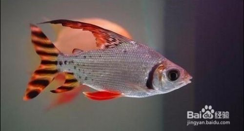 龍魚最好的配魚方法視頻教程:龍魚最好的配魚方法視頻,打造和諧水族箱的終極指南 龍魚百科 第2張 龍魚最好的配魚方法視頻教程:龍魚最好的配魚方法視頻,打造和諧水族箱的終極指南 龍魚最好的配魚方法視頻教程:龍魚最好的配魚方法視頻,打造和諧水族箱的終極指南 龍魚百科 第2張