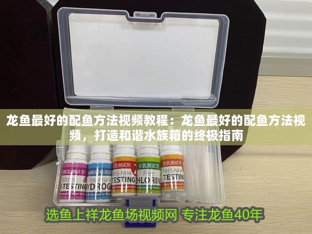 龍魚最好的配魚方法視頻教程:龍魚最好的配魚方法視頻,打造和諧水族箱的終極指南 龍魚百科 第1張 龍魚最好的配魚方法視頻教程:龍魚最好的配魚方法視頻,打造和諧水族箱的終極指南 龍魚最好的配魚方法視頻教程:龍魚最好的配魚方法視頻,打造和諧水族箱的終極指南 龍魚百科 第1張