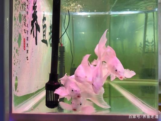 海南碧水灃環保有限公司（海南碧水灃環保有限公司招聘） 海南碧水灃環保有限公司（海南碧水灃環保有限公司招聘） 全國水族館企業名錄