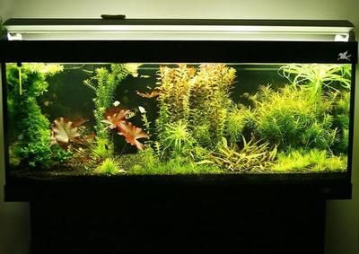 柜子能承受500斤的魚缸嗎？：家居風水與魚缸布局