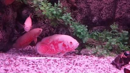 地圖魚飼養(yǎng)地圖魚需要注意水質(zhì)、光照、喂食和喂食和疾病的表現(xiàn)：地圖魚的飼養(yǎng)技巧