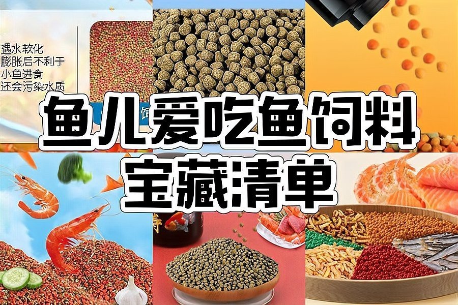 六角恐龍魚怎么養胖