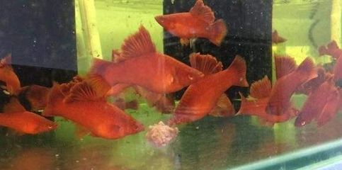 養紅箭魚時，需要在魚缸中添加鹽，存在不同的觀點和建議：養紅箭魚時需要在魚缸中添加鹽嗎？