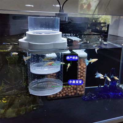 養紅箭魚時，需要在魚缸中添加鹽，存在不同的觀點和建議：養紅箭魚時需要在魚缸中添加鹽嗎？