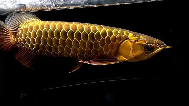 古銅色金龍魚 古銅色金龍魚 龍魚百科 第7張